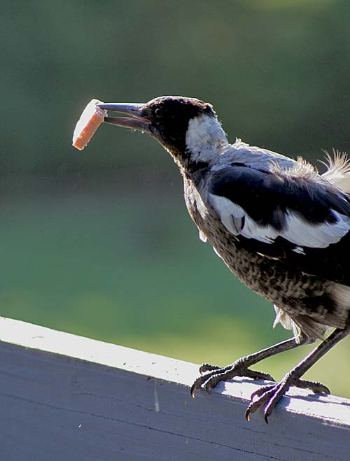 Magpie Feeding Time