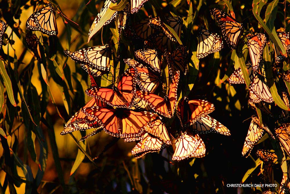 Centennial Park and&nbsp;Monarchs
