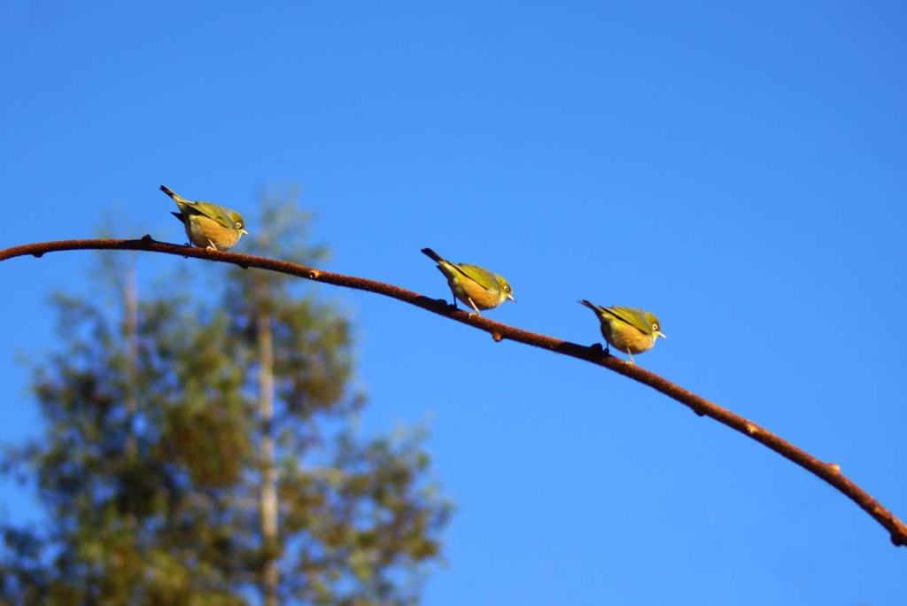 Wax Eyes waiting their turn on the fat&nbsp;ball