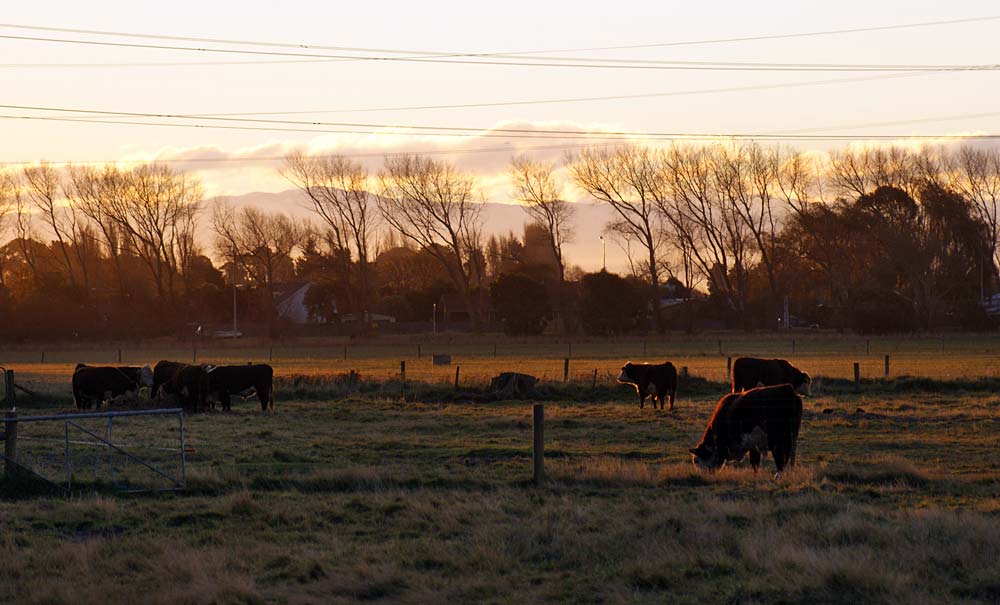 Cattle Grazing in the Late Afternoon&nbsp;Sun
