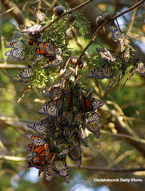 A cluster of Monarch butterflies resting on branches of a tree, showcasing their distinct orange and black wing patterns against a natural green background.