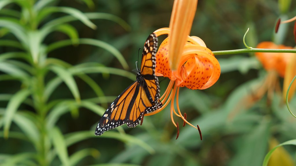 Monarch Butterfly on a Tiger Lilly and some&nbsp;Hydrangeas