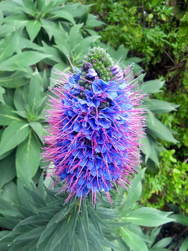 Close-up of a Pride of Madeira plant featuring vibrant purple and pink flowering spikes against green foliage.