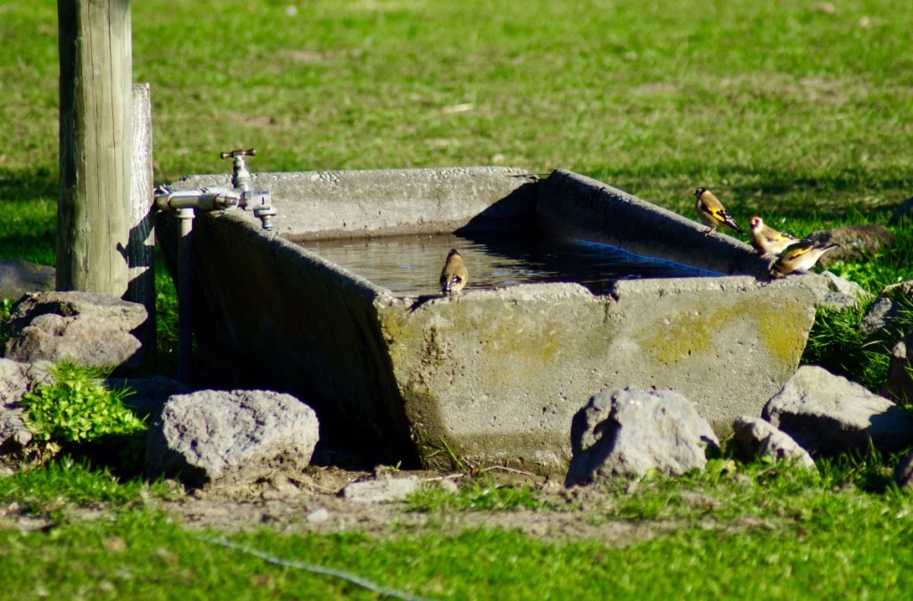 Goldfinches at the Water&nbsp;Trough