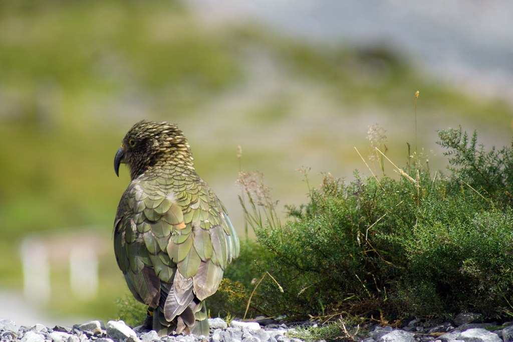 Kea at Otira&nbsp;Gorge