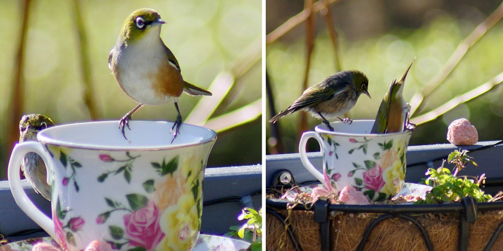 Waxeyes in a Tea Cup and Cheeky&nbsp;Magpie