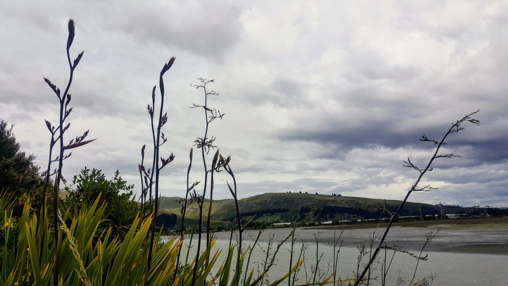 Flax on Bridle Path&nbsp;Road