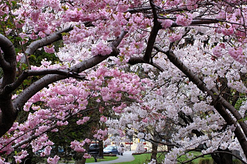 Trees in blossom on Oxford&nbsp;Terrace