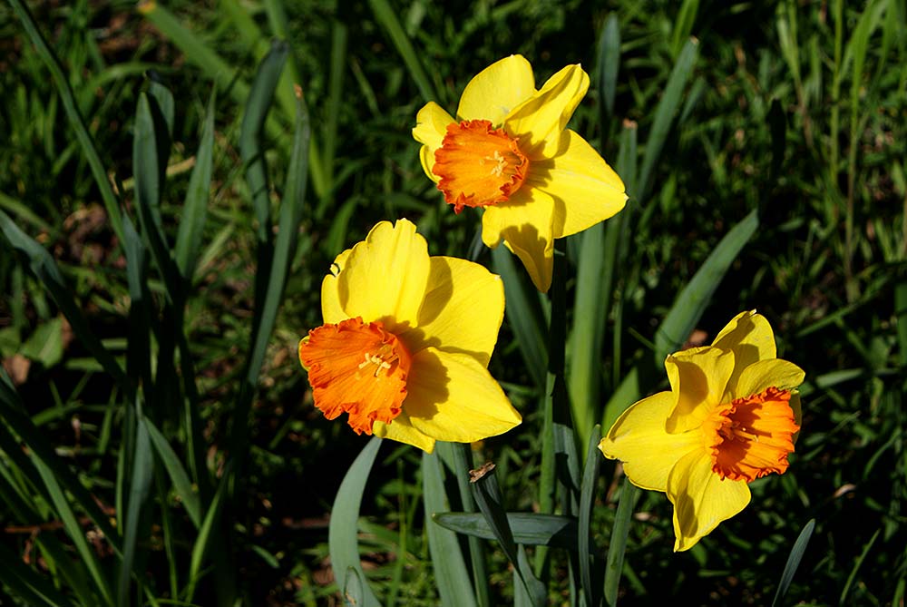 The splendour of Sringtime in&nbsp;Christchurch