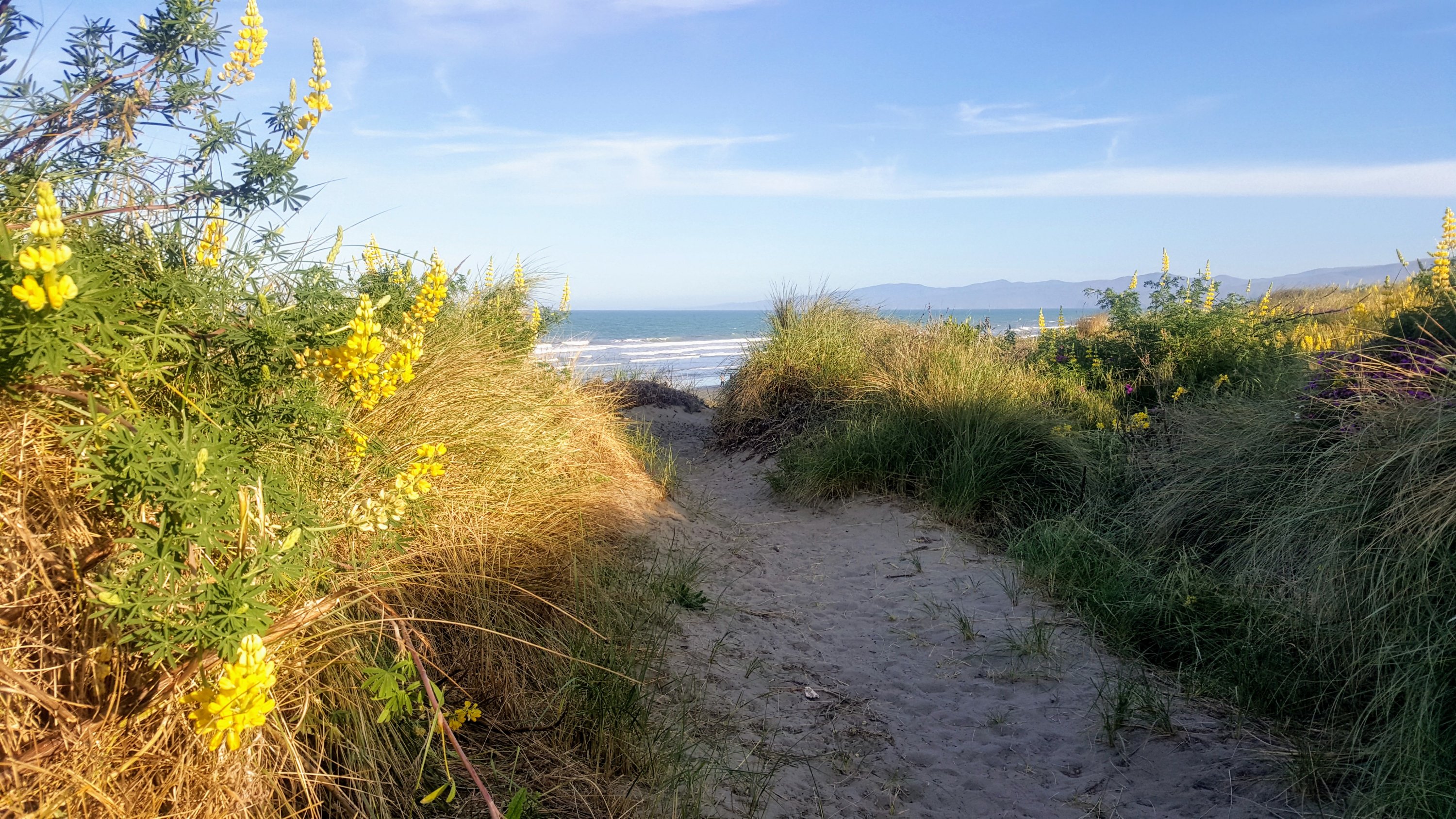 Pathway leading to the beach at New Brighton, surrounded by tall grass and yellow flowers under a clear blue sky.