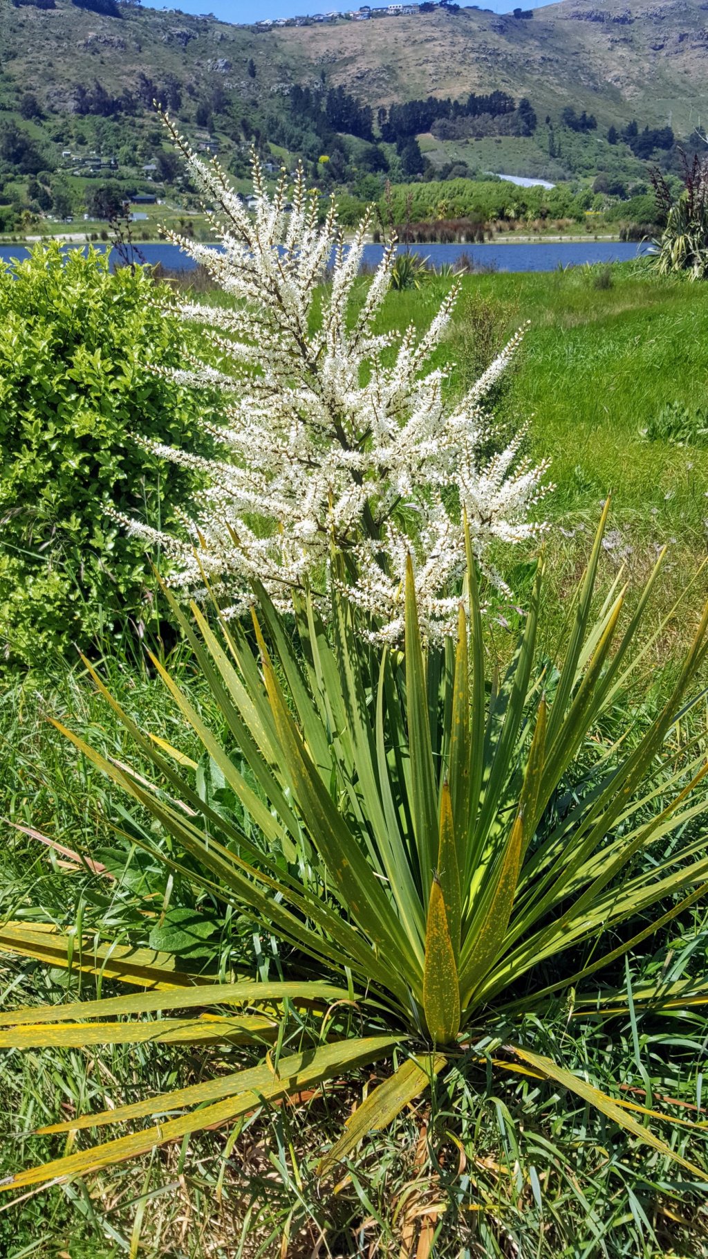 Cabagge Tree and Toe Toe in Ferrymead&nbsp;Park