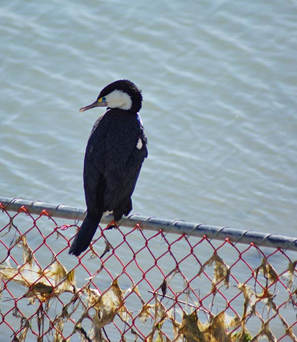 Pied Shags by Ferrymead&nbsp;Bridge