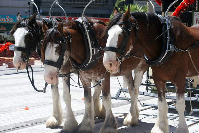 Horse drawn Double Decker Tram Cashel&nbsp;Mall