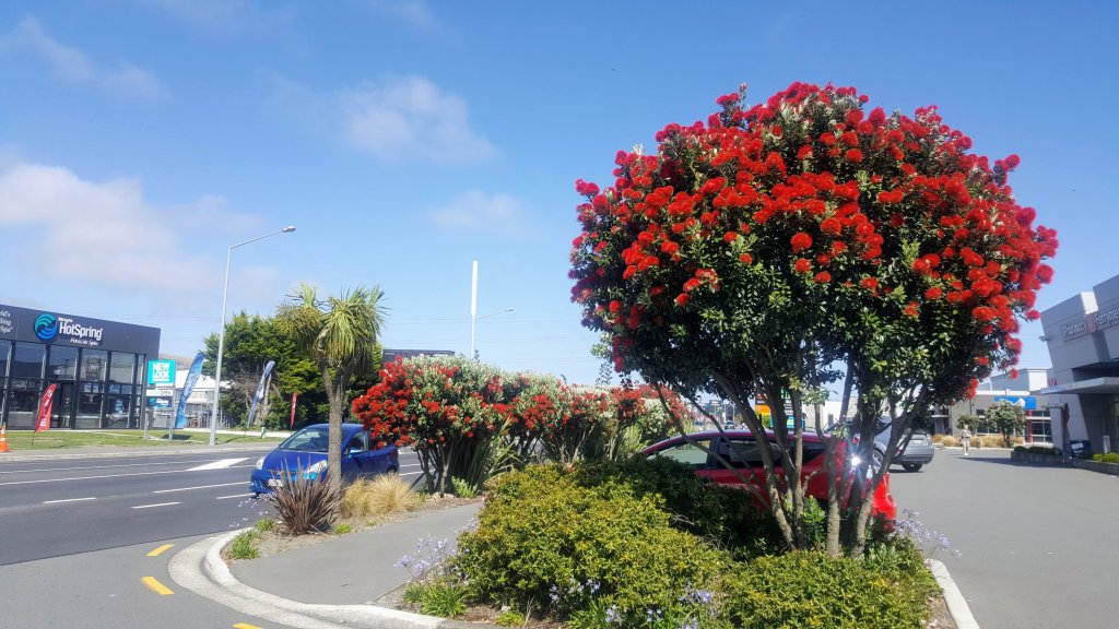 Pohutakawa in Ferrymead
