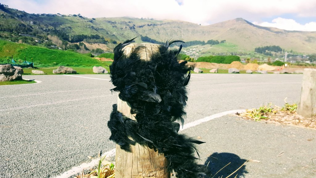 Black feather boa in Ferrymead&nbsp;Park