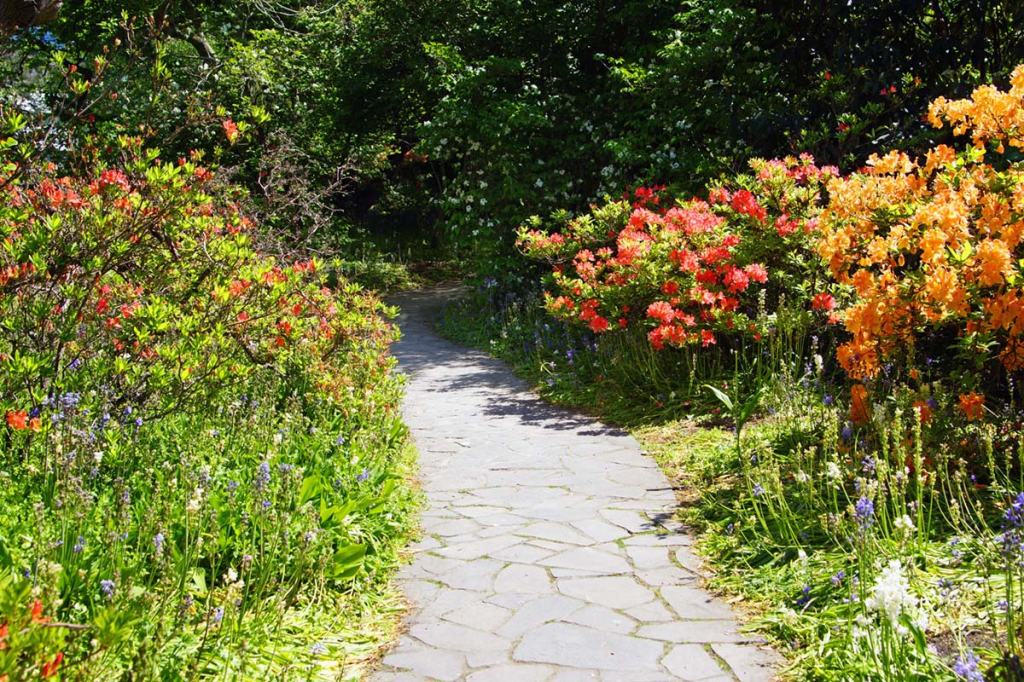 Azalea Garden in the Botanic&nbsp;Gardens