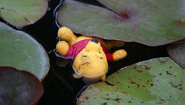 pooh-bear-in-water
