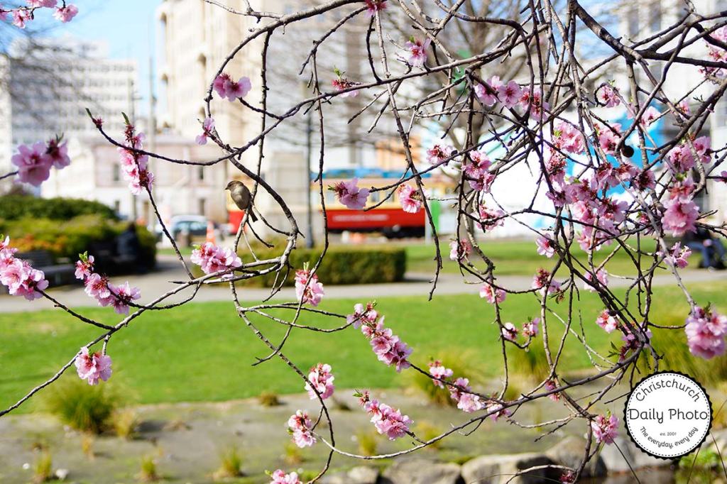Bird in a Blossom Tree in the&nbsp;City