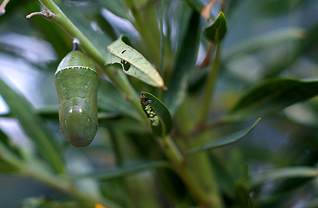 Monarch Caterpillars and&nbsp;Sunflowers