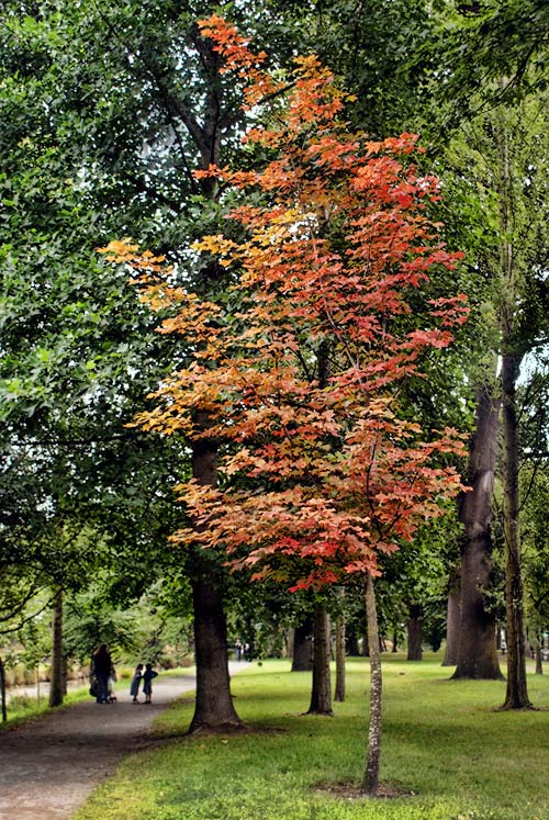 Autumnal Tree, Hagley&nbsp;Park