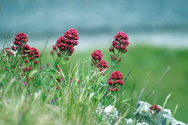 quail-flowers