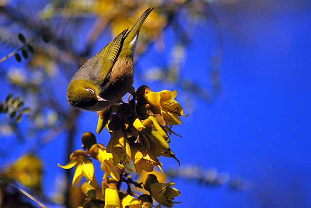 waxeye2