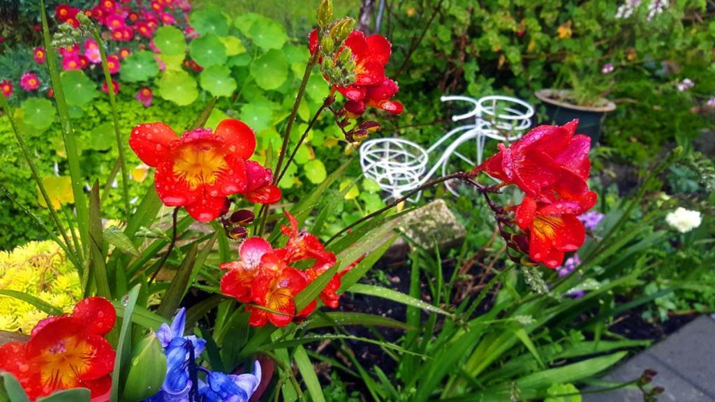 Rain drops on Freesias in my&nbsp;garden