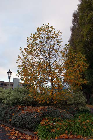 Tree on Madras&nbsp;Street