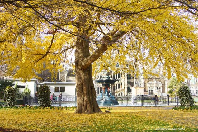 A large tree with vibrant yellow leaves next to a fountain, surrounded by a park setting with people walking in the background.