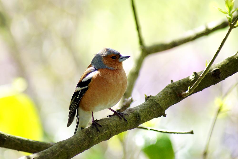 Chaffinch