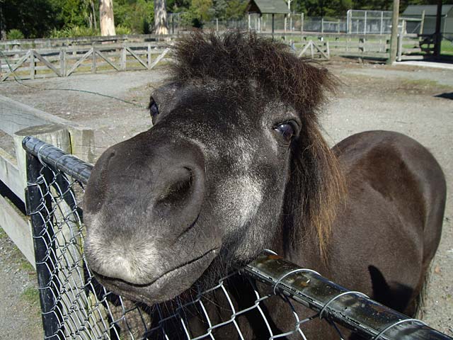 shetland-pony.jpg