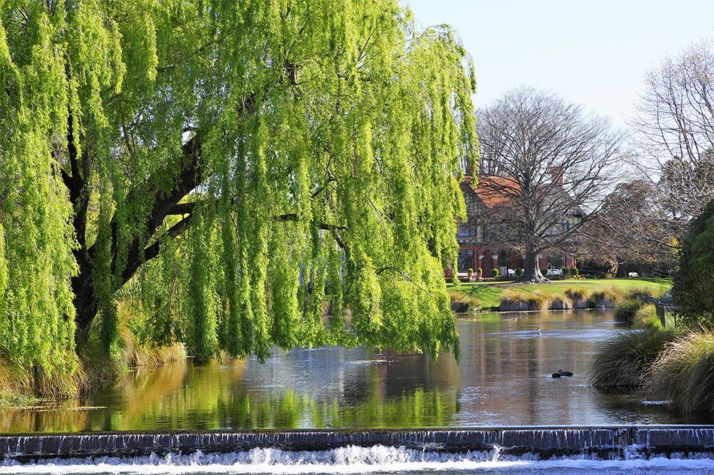 Willow Tree At Mona&nbsp;Vale