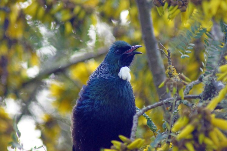 A close-up of a Tui bird perched among yellow blossoms, singing with its beak open.