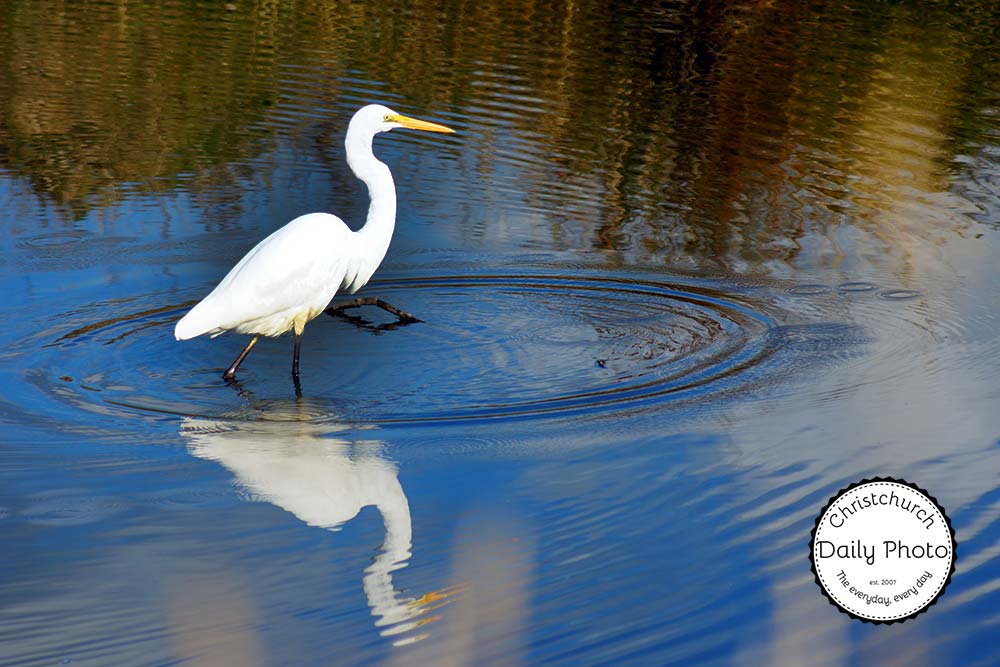 White Heron