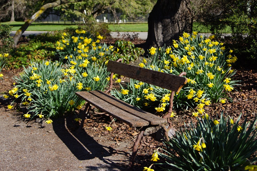 Bench Seat in the Botanic Gardens with&nbsp;Daffodils