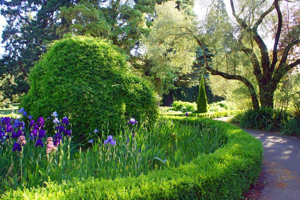 Irises in the Botanic&nbsp;Gardens