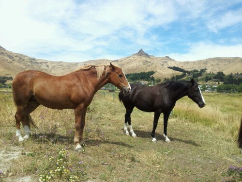 Horses in a Heathcote Paddock