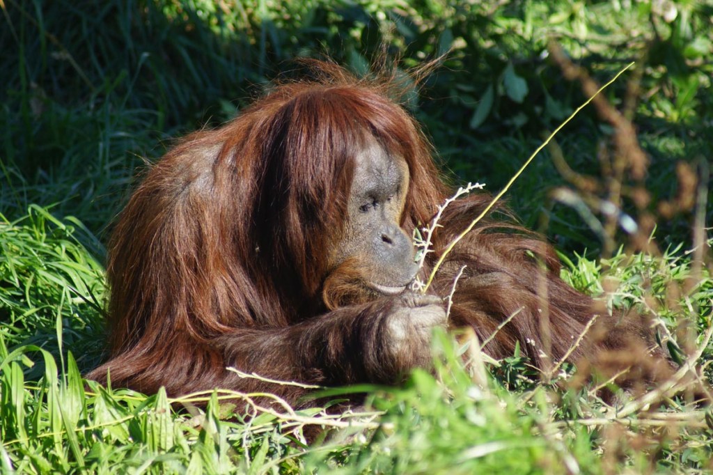 A day out at Orana Wildlife&nbsp;Park