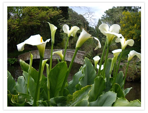 lillies-botanic.jpg