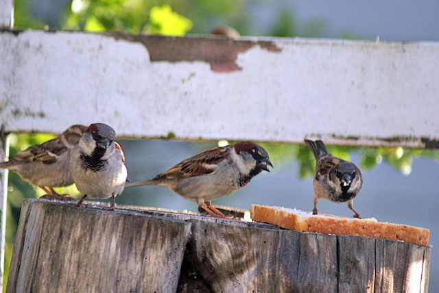 Hungry Sparrows