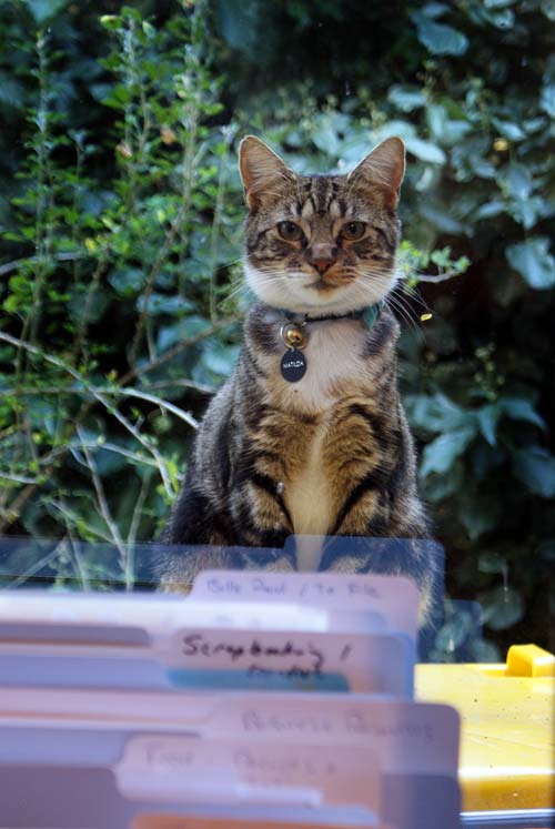 A kitty at my&nbsp;window!