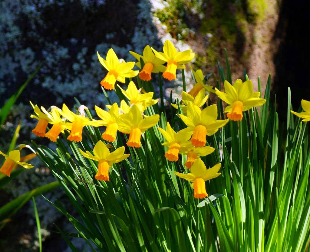 Miniature Daffodils
