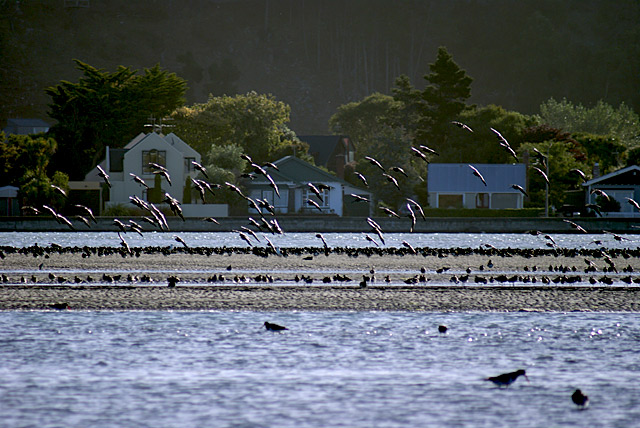 Farewelling the Godwits
