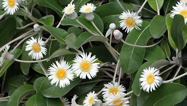 Daisies Botanic Gardens