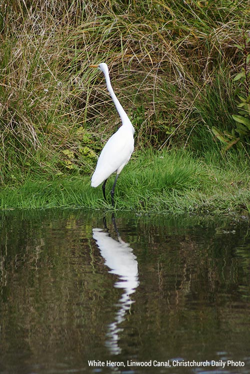 White Heron (Kotuku) on the Linwood&nbsp;Canal