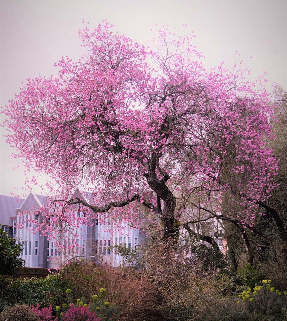 Blossom Tree in the Botanic&nbsp;Gardens
