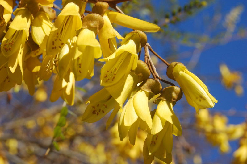Kowhai in bloom