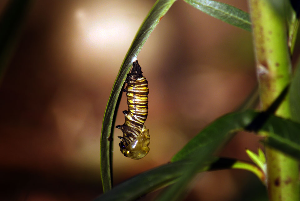 Monarch Caterpillar Going into its&nbsp;Chrysalis