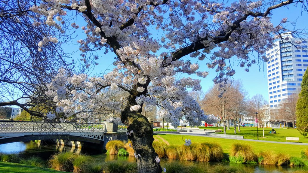 Blossom Trees by Victoria&nbsp;Square