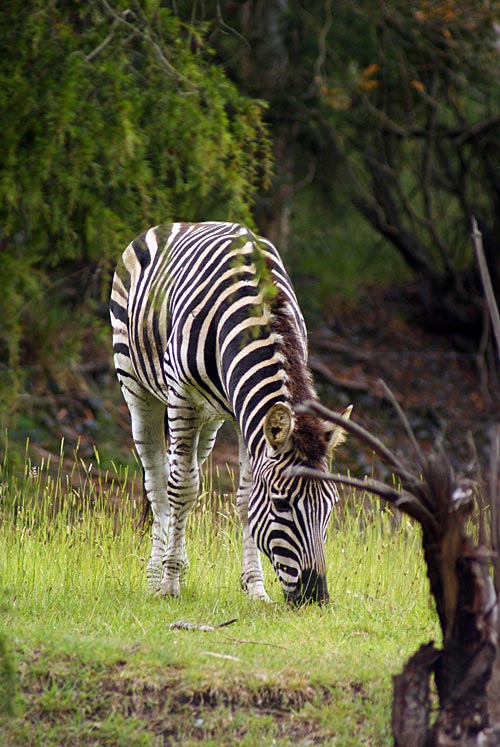 A day at Orana Wildlife&nbsp;Park
